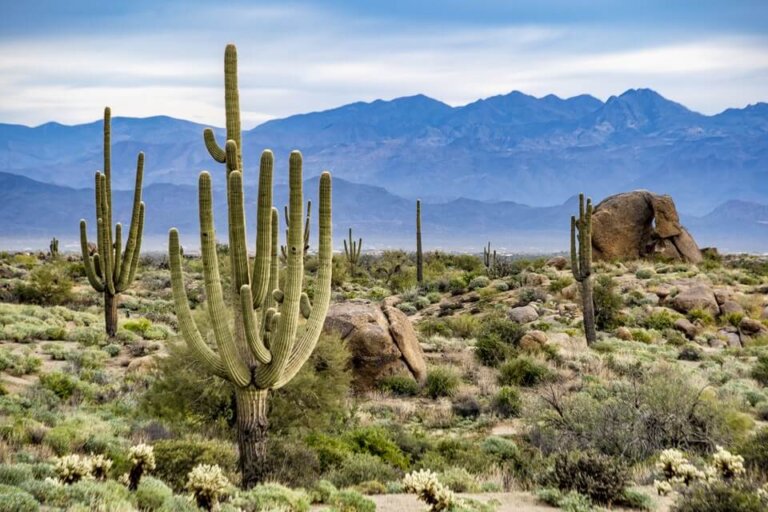 Visa for Arizona